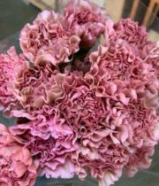 Carnations, Specialty-Lege-dusty Pink