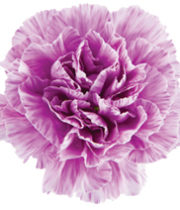 Carnations, Moonburst-lavender/white