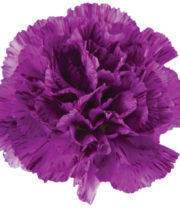 Carnations, Moonstrike-purple Striped