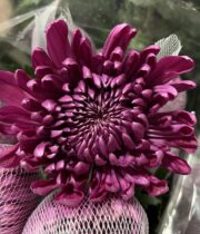 Mum, Disbud Cremone-purple