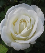 Rose Garden, Norma Jean-CA