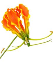 Gloriosa Lily, Tall-orange (import)