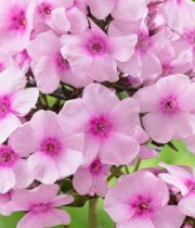 Pink Flowers - Florabundance Wholesale Flowers