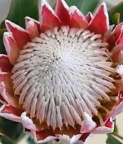 Protea, King-red