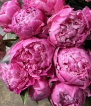 Peony-hot pink (import)