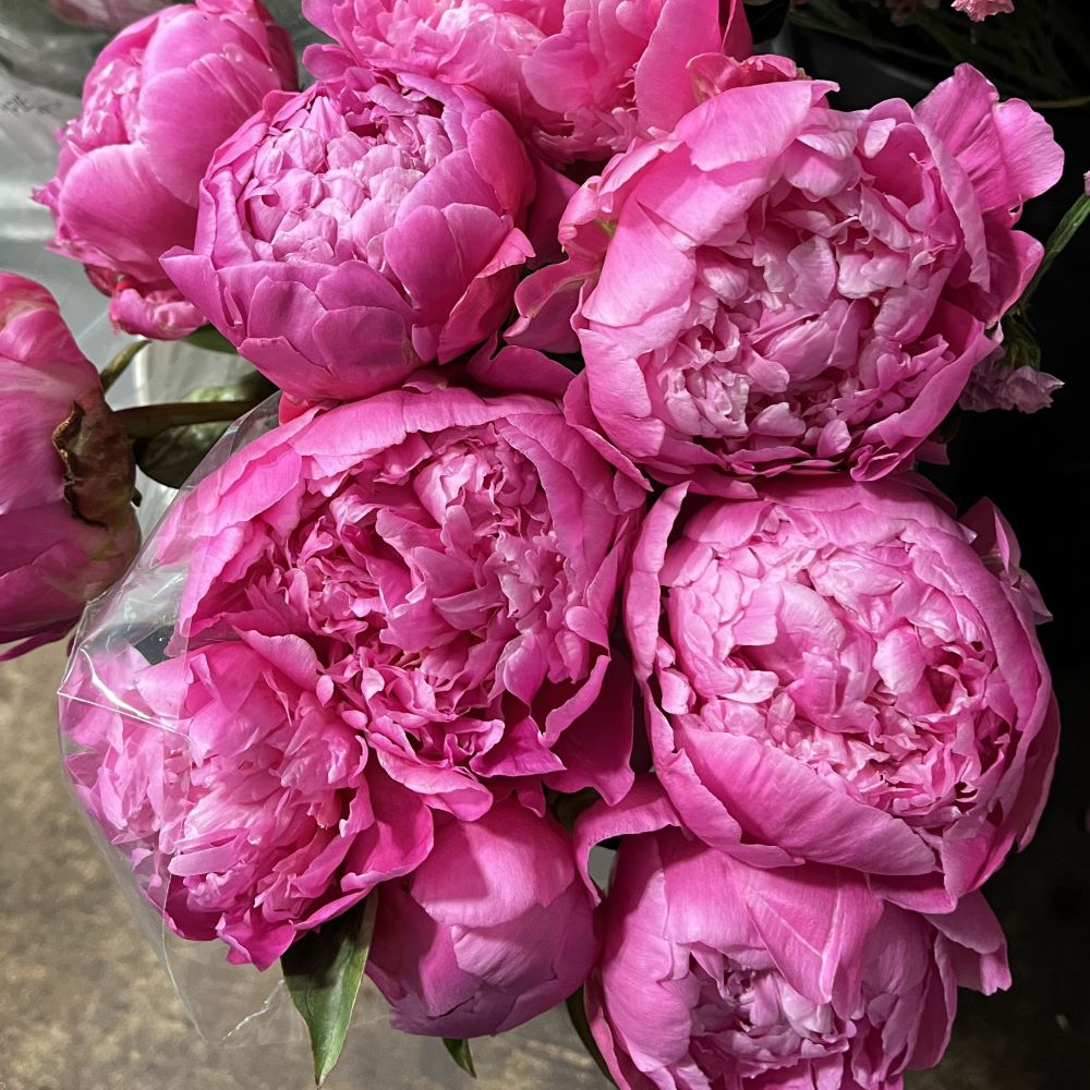 Peony import hot pink