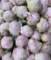 Peony-light pink (import)