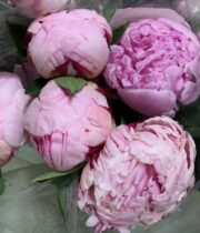 Peony-medium pink (import)