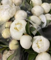 Peony, Duchesse de Nemours-white