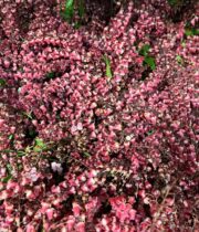 Pieris, Andromeda-red