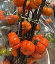 Pumpkin Tree Branches-orange