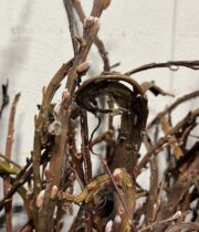 Pussy Willow, Fantail