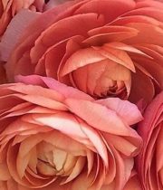Ranunculus, Cloni-peach