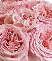 Rose Garden, Pink O’Hara-SA