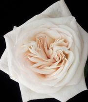 Rose Garden, White O’Hara-SA