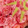 Mayra's Peach Garden Roses - Florabundance Wholesale Flowers
