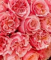 Rose Garden, Mayra’s Peach-SA