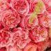 Mayra's Peach Garden Roses - Florabundance Wholesale Flowers