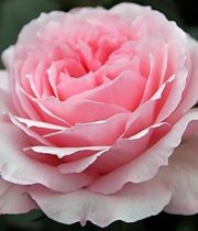 Rose Garden, Mayra’s Bridal-SA