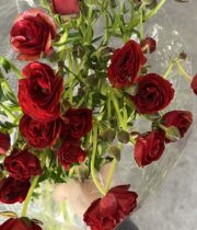 Ranunculus, Butterfly Hades-red