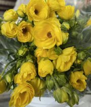 Ranunculus, Butterfly Phytalos-yellow