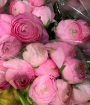 Ranunculus, Elegance-pink