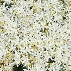 wholesale flowers | sedum white