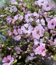 Saponaria-pink