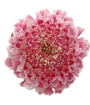 Scabiosa, Cotton Candy Scoop-pink