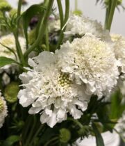 Scabiosa, Vanilla Scoop-white