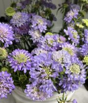Scabiosa-lavender