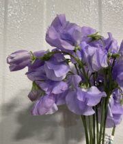 Sweet Peas, import-lavender