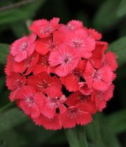Sweet William-coral