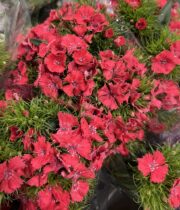 Sweet William-coral
