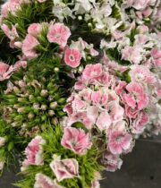 Sweet William-light pink