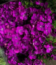 Sweet William-purple