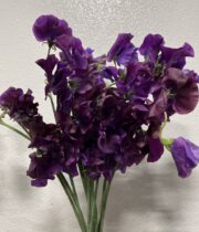 Sweet Peas, import-purple