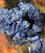 Carnations-tinted Blue
