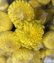 Mum, Disbud Cremone-yellow