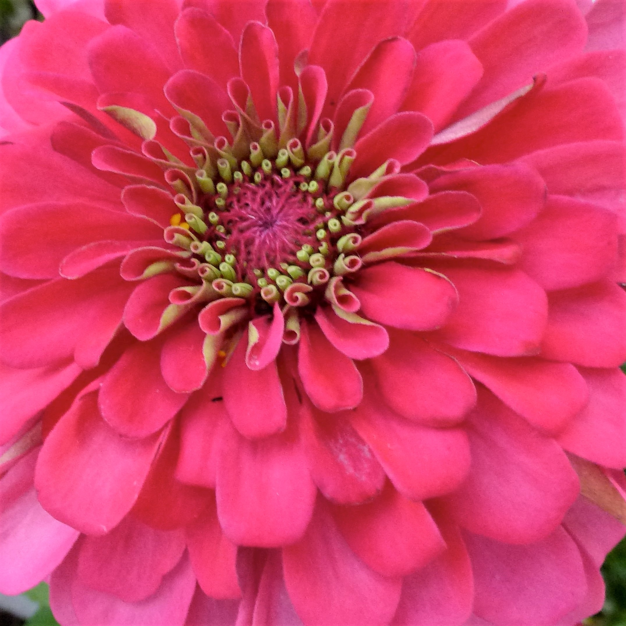 hot pink zinnia, summer flowers for events