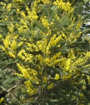 Acacia, Mimosa-yellow
