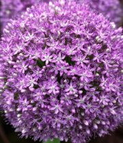 Allium, Ambassador-purple