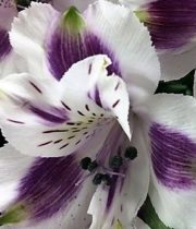 Alstroemeria-purple & White