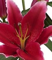Lily Oriental, Deep Impact-burgundy