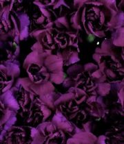 Carnations, Mini Moonique-plum