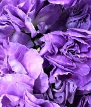 Carnations, Mini Moonpearl-lavender