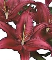 Lily Oriental, Firebolt-burgundy