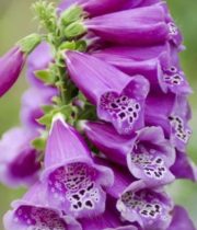 Foxglove-lavender