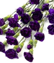 Carnations, Mini Moonberry-purple