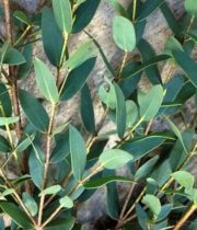 Eucalyptus, Parvifolia
